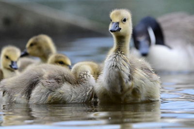 Close-up of duck in lake