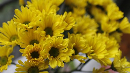 Close-up of yellow flowers