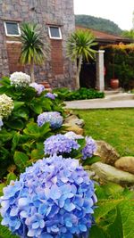 Close-up of purple flowering plants in lawn