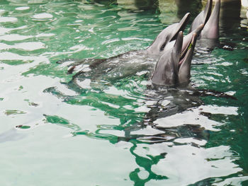 Dolphins swimming in sea