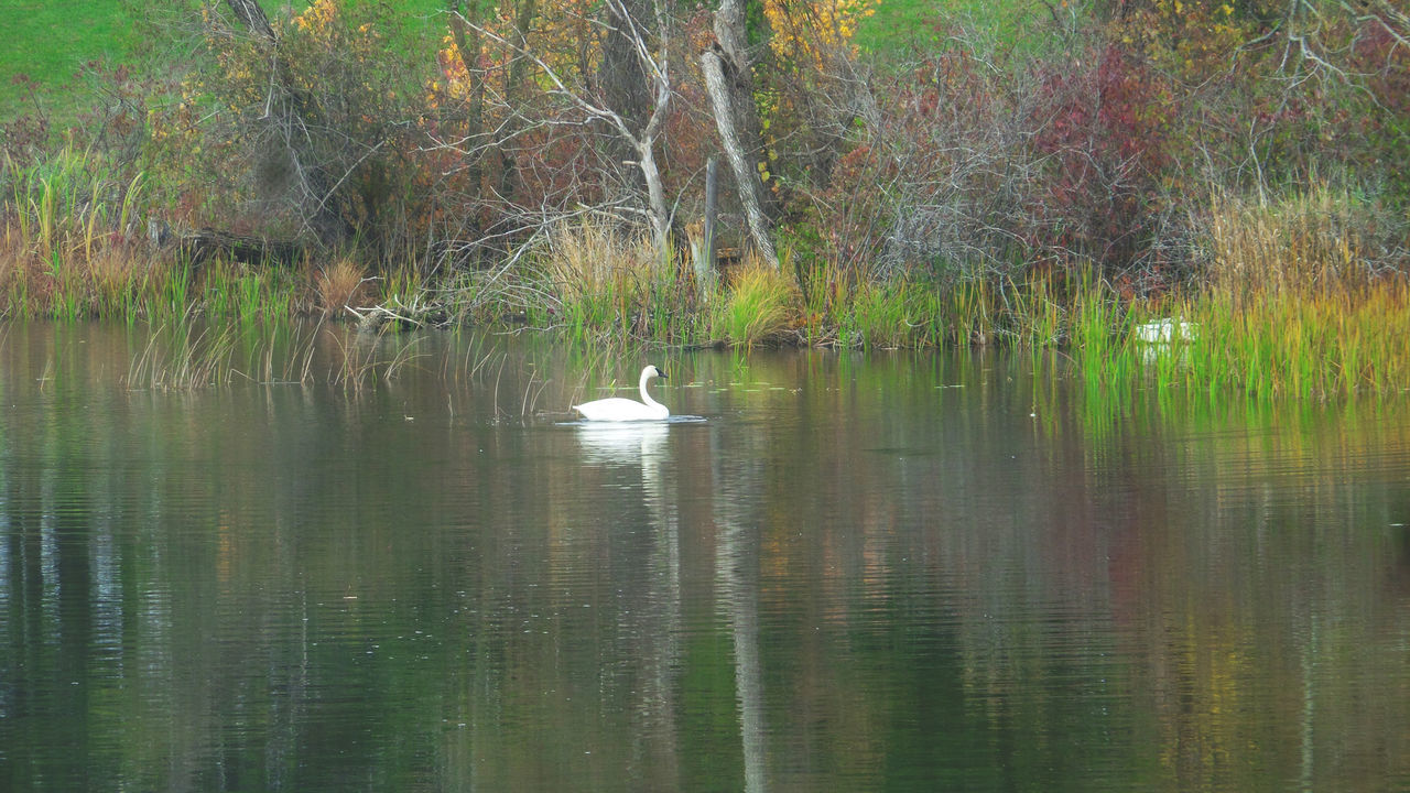 animal themes, bird, animals in the wild, water, wildlife, lake, tree, reflection, waterfront, one animal, nature, tranquility, swimming, duck, beauty in nature, tranquil scene, forest, growth, green color, rippled