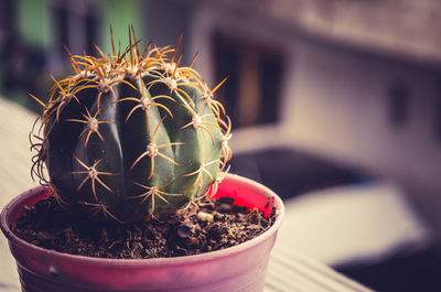 Close-up of succulent plant in pot