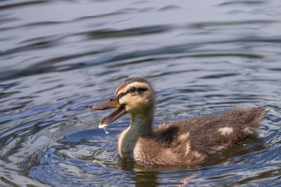 View of birds in water