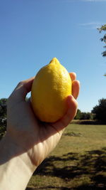 Close-up of hand holding lemon