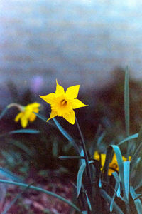 Close-up of yellow flower