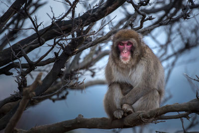 Low angle view of monkey sitting on snow covered tree