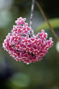 Close-up of pink flowering plant