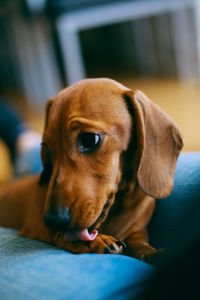 Close-up of dog at home