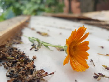 Close-up of orange flower on table