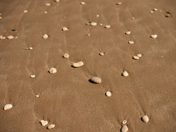 High angle view of shells on sand