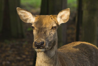 Close-up portrait of deer