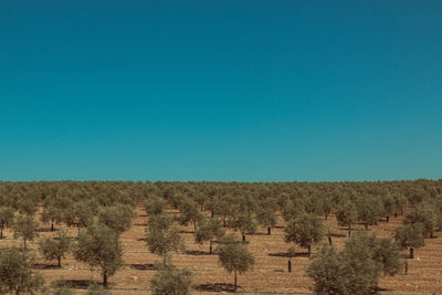 Scenic view of field against clear blue sky