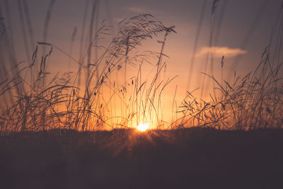 Silhouette plants on field against sky during sunset