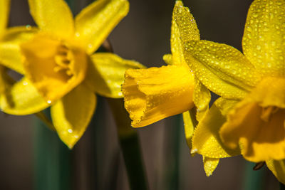 Close-up of yellow flowering plant