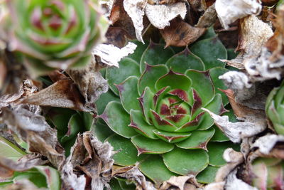 Close-up of dry leaves on plant