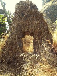 Close-up of statue against trees