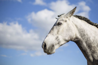 Horse against sky