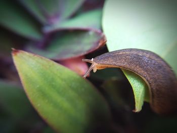 Close-up of snail on leaf