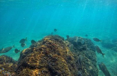 Fish swimming in sea