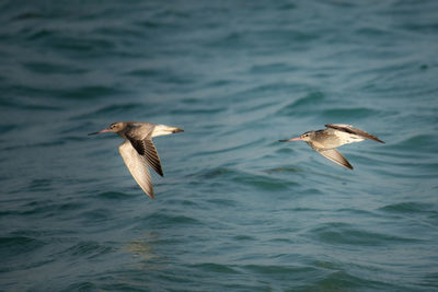 Seagull flying over sea