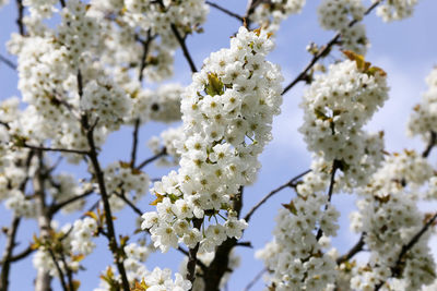 Low angle view of apple blossoms in spring