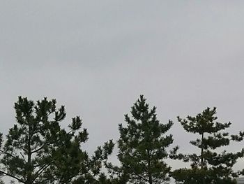 Low angle view of trees against clear sky