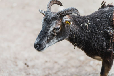 Close-up of a goat