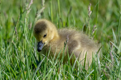 Young canada geese running in the green grass