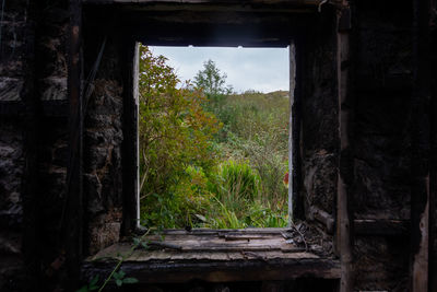 Trees seen through window in forest