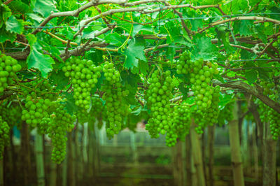 Close-up of fruits growing in vineyard