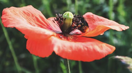 Close-up of red flower blooming outdoors