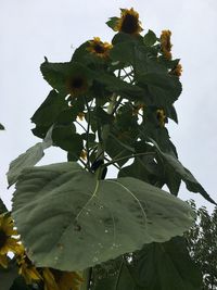 Low angle view of flower tree against sky