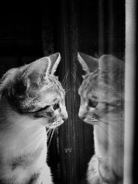 Cat with reflection looking through window