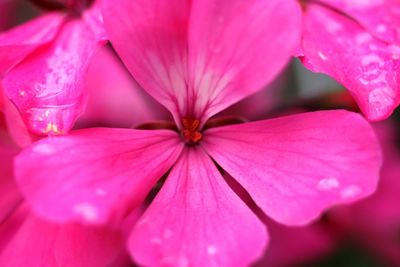 Close-up of pink flower blooming outdoors