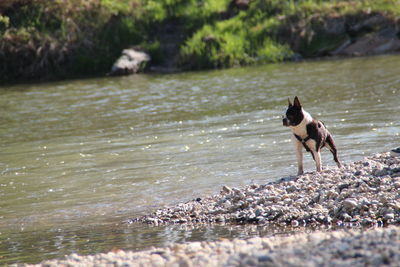 Dog standing in a lake