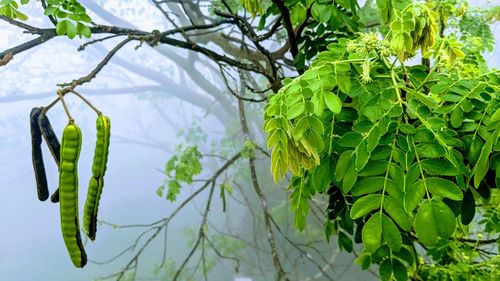 Low angle view of tree