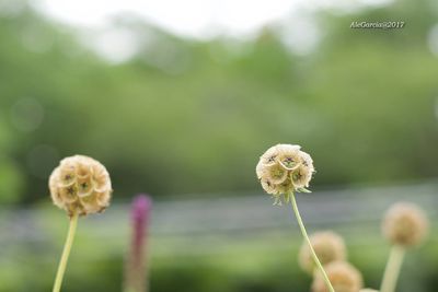 Close-up of flower growing in field