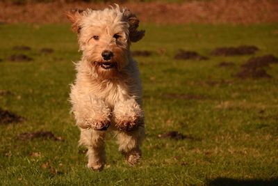 Portrait of dog running on field