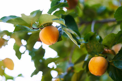 Low angle view of fruits on tree