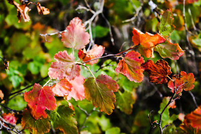 Close-up of leaves on tree