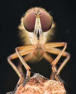 Close-up of butterfly