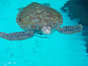 Tortoise in water