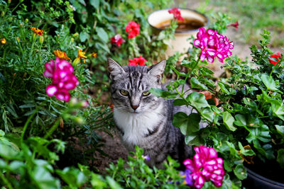 Cat on flowers