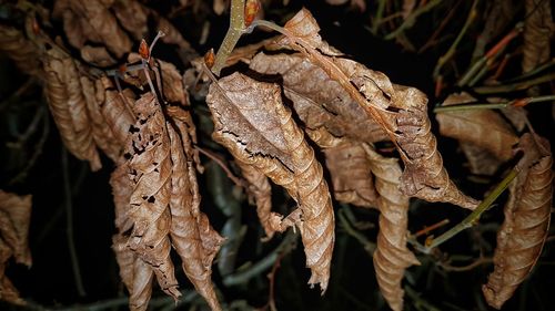 Close-up of dried leaves