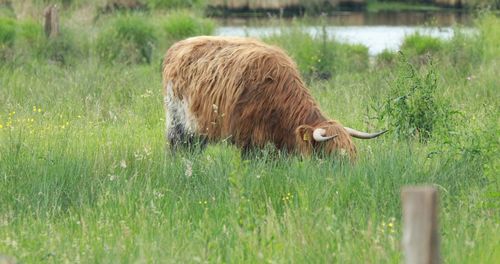 Sheep in a field