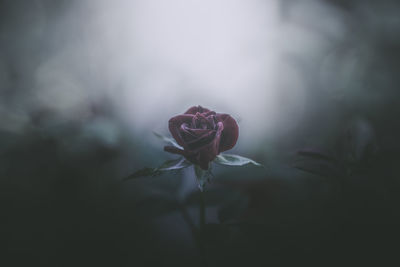 Close-up of pink rose plant