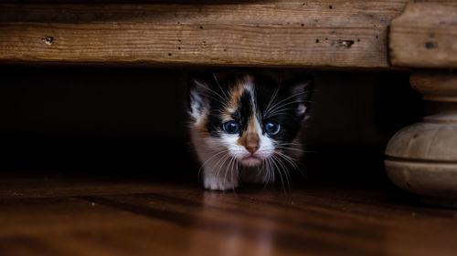 Close-up portrait of kitten on hardwood floor
