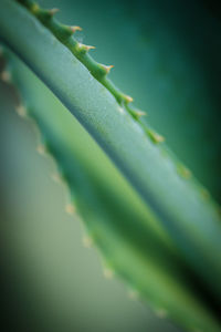 Close-up of green leaf