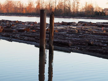 Reflection of tree in lake during winter