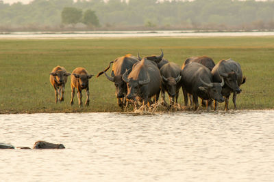 Horses in a lake